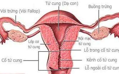 [:vi]Tắc vòi trứng – thủ phạm gây vô sinh ở phụ nữ[:]