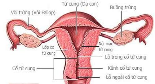 [:vi]Tắc vòi trứng – thủ phạm gây vô sinh ở phụ nữ[:]