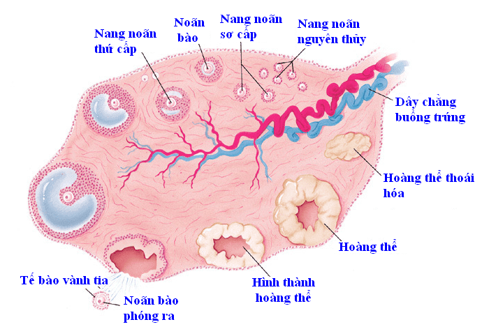 SỐ LƯỢNG NANG TRỨNG VÀ KHẢ NĂNG SINH SẢN CỦA NỮ GIỚI