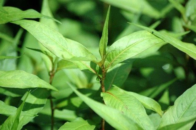 ĂN RAU RĂM GIẢM HAM MUỐN, GÂY VÔ SINH?