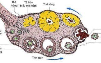Đáp ứng buồng trứng kém: Nguyên nhân và giải pháp