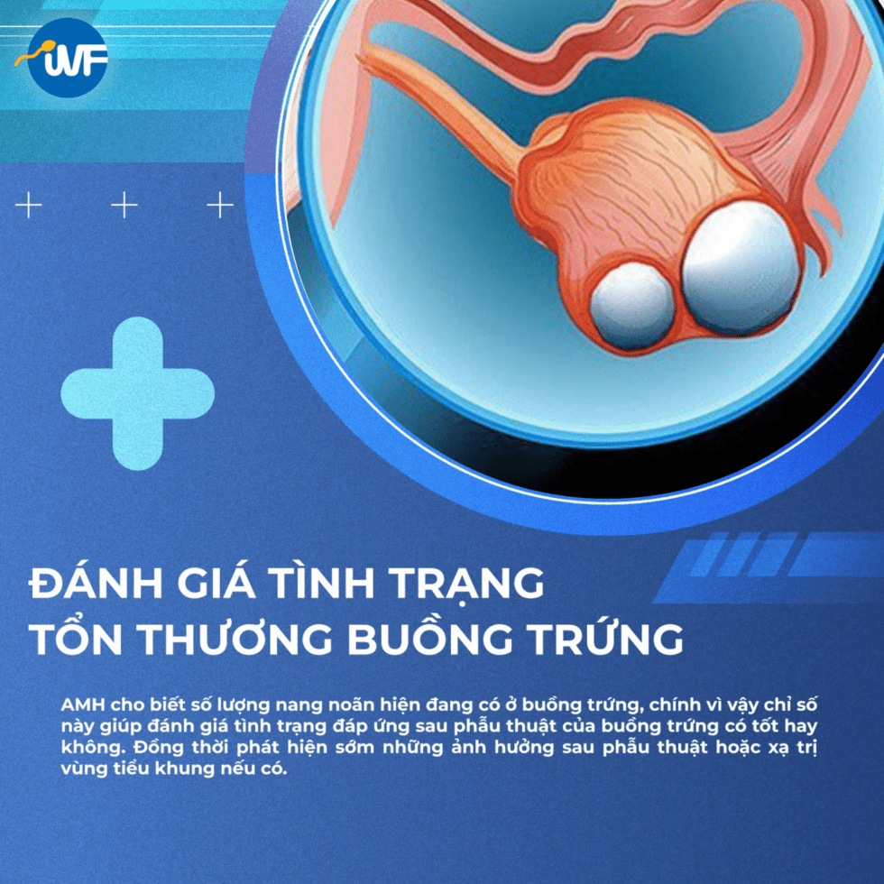 AMH LÀ GÌ VÀ KHI NÀO NÊN XÉT NGHIỆM AMH? - Bệnh Viện Nam Học Hiếm Muộn ...